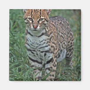 Aimant OCELOT Leopardus pardalis) AMÉRIQUE CENTRALE