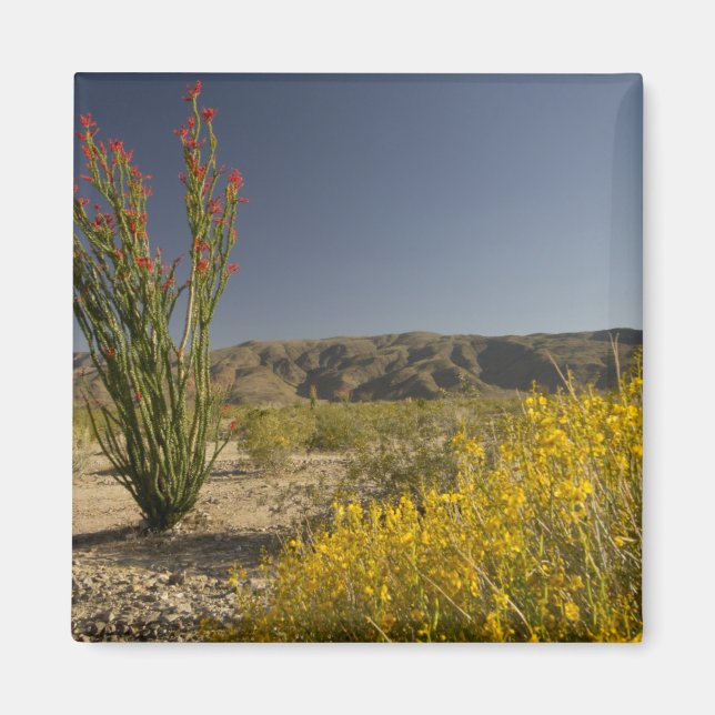 Aimant Ocotillo and desert senna (Devant)