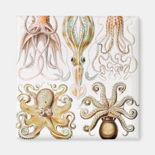 Aimant Octopus Squid, Gamochonia by Ernst Haeckel (Devant)