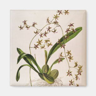 Aimant Odontoglossum Hastatum