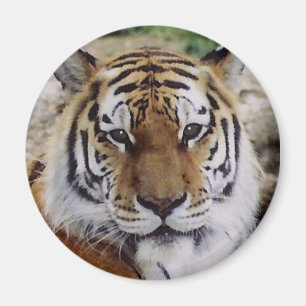 Aimant Oeil attentif