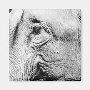 Aimant Oeil d'éléphants, 2017