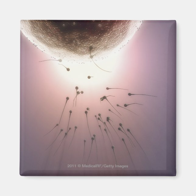 Aimant Oeuf fertilisé par le sperme (Devant)