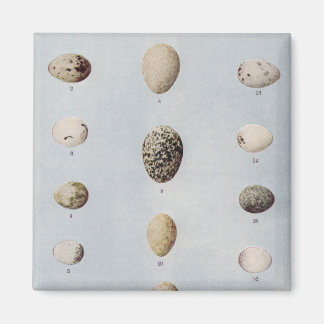 Aimant Oeufs d'oiseaux Plaque B Histoire naturelle Vintag