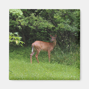 Aimant Oh cerfs communs !