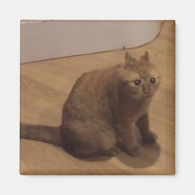 Aimant Oh non mème de chat cringe (Devant)