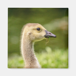 Aimant Oie canadienne (Gosling)