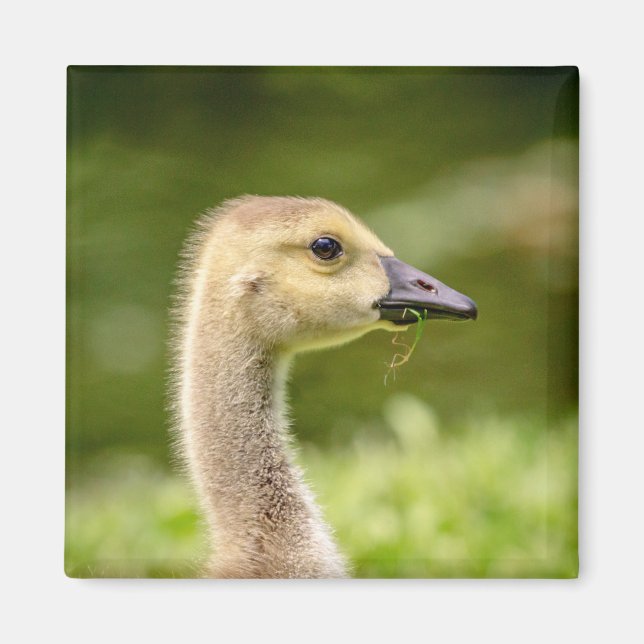 Aimant Oie canadienne (Gosling) (Devant)