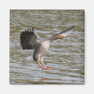 Aimant Oie de Greylag