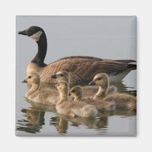 Aimant Oies canadiennes d'oie et d'oisons