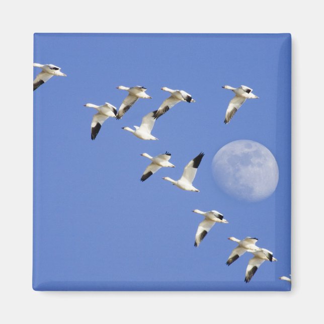 Aimant Oies des neiges prend son envol au lac Freezeout N (Devant)