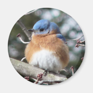 Aimant Oiseau bleu