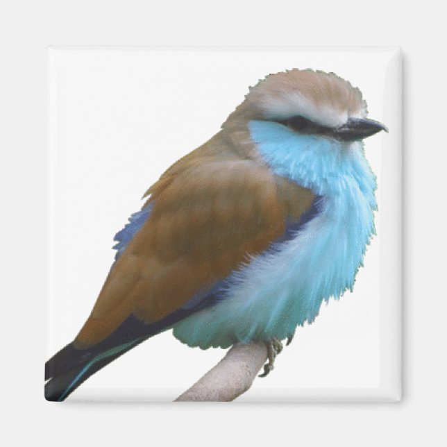 AIMANT OISEAU BLEU (Devant)