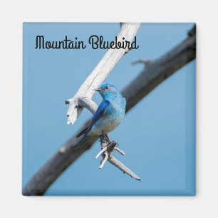 Aimant Oiseau bleu de montagne