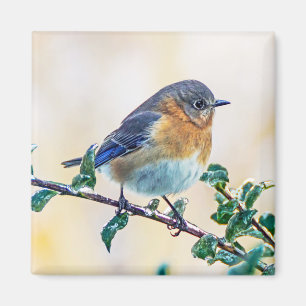 Aimant Oiseau bleu oriental sur l'aimant de carré de