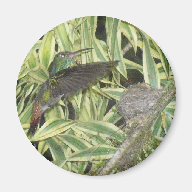 Aimant oiseau_bourdonnement (Devant)