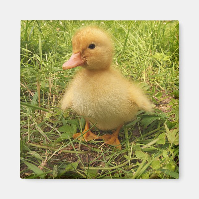 Aimant oiseau, canard, canard, jaune, nature, mignonette, (Devant)