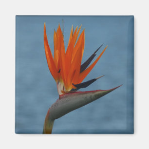 Aimant oiseau de paradis
