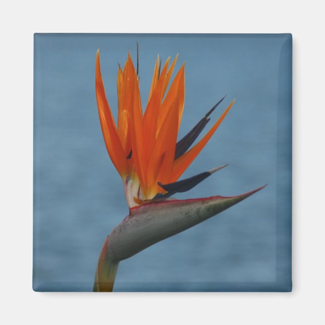 Aimant oiseau de paradis (Devant)