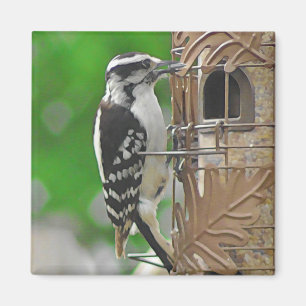 Aimant Oiseau de pic sur bois mignon sur Birdhouse