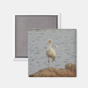 Aimant Oiseau de spatule