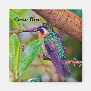 Aimant Oiseau du Costa Rica - Colibri