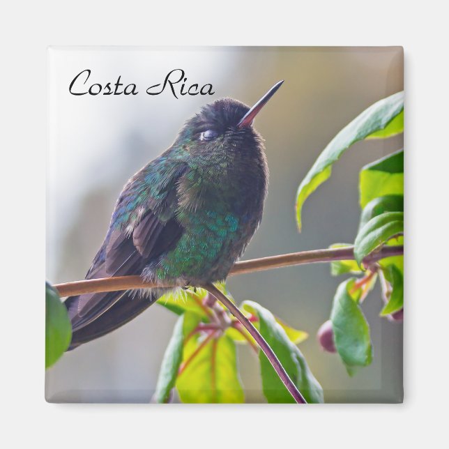 Aimant Oiseau du Costa Rica - Colibri (Devant)
