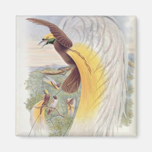 Aimant Oiseau du Paradis, des "Oiseaux de Nouvelle-Guinée (Devant)
