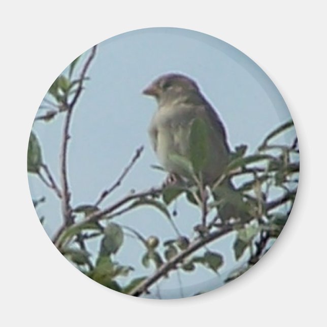 Aimant Oiseau sur la branche (Devant)