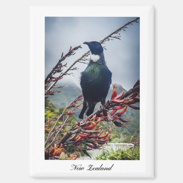 Aimant Oiseau Tui de Nouvelle-Zélande  (Recto)