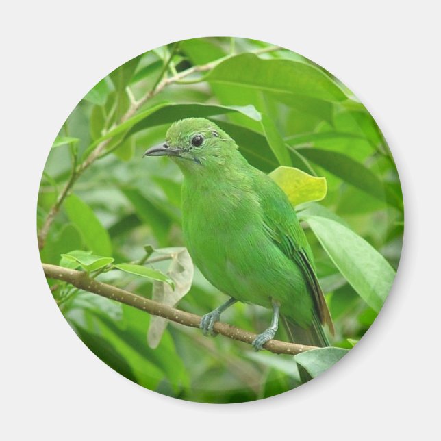 Aimant Oiseau vert (Devant)
