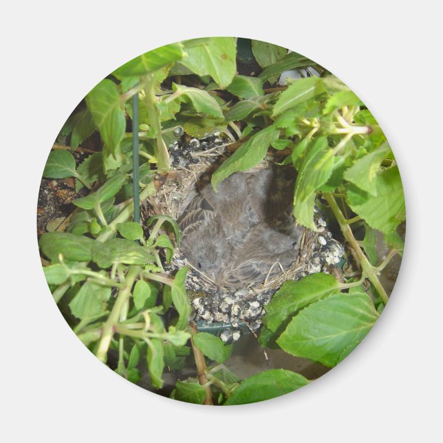 Aimant Oiseaux (Devant)