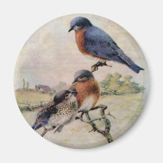 Aimant Oiseaux bleus de l'Est avec bébé
