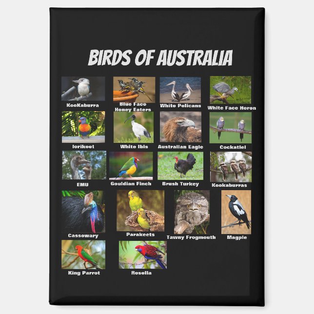 Aimant Oiseaux d'Australie (Recto)