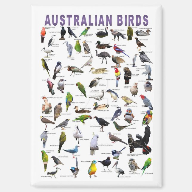Aimant Oiseaux d'Australie (Recto)