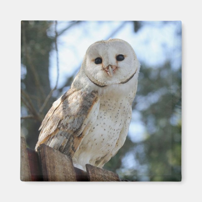 Aimant Oiseaux de hibou Plumes d'animaux Nature Paix Aime (Devant)
