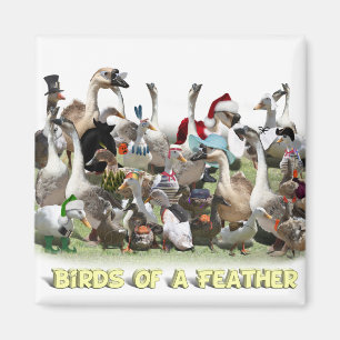 Aimant Oiseaux d'une plume