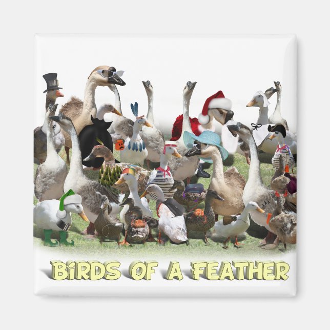 Aimant Oiseaux d'une plume (Devant)