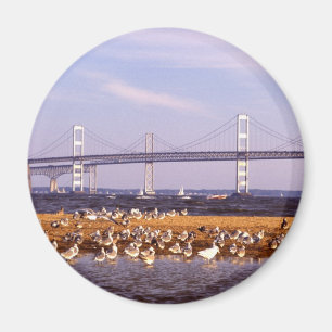 Aimant Oiseaux sur la baie de chesapeake
