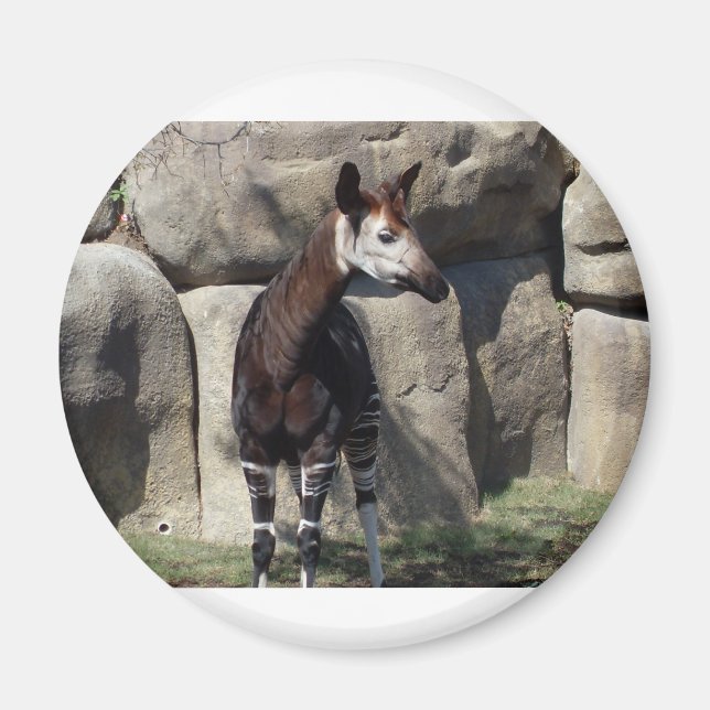 Aimant okapi (Devant)