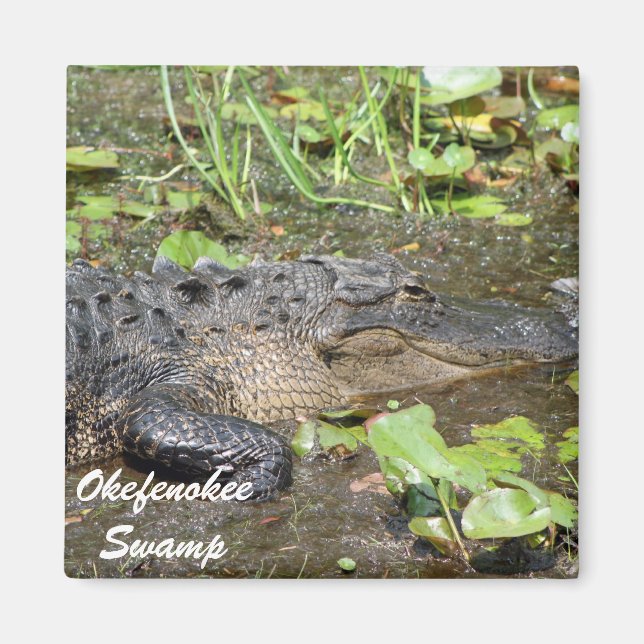 Aimant Okefenokee Marais Waycross Géorgie Alligator Magne (Devant)