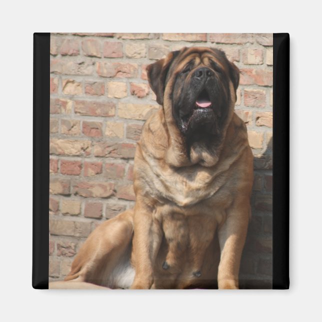 Aimant old english mastiff (Devant)