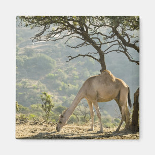 Aimant Oman, région de Dhofar, Salalah. Chameau