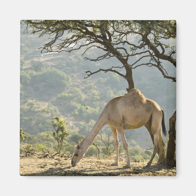 Aimant Oman, région du Dhofar, Salalah. Camel (Devant)