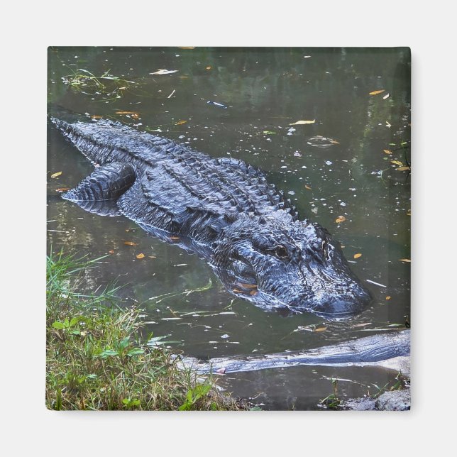 Aimant Ombre dans les Hauts-Fonds (Devant)