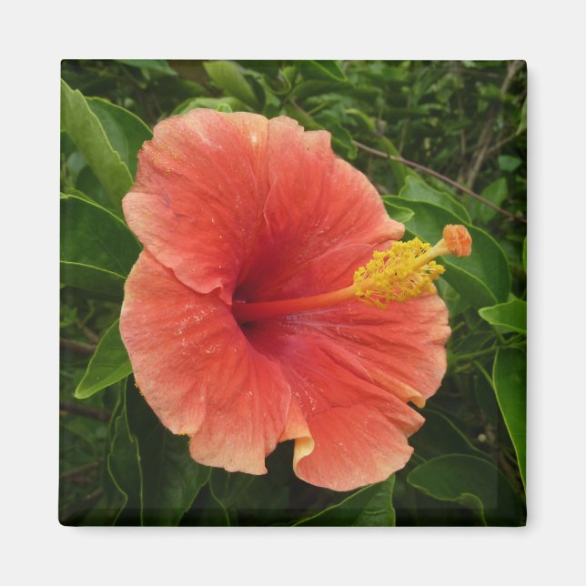 Aimant Orange Hibiscus Fleur Tropical Floral (Devant)