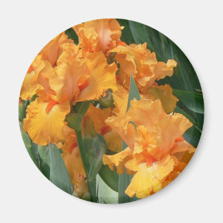 Aimant Orange Irises