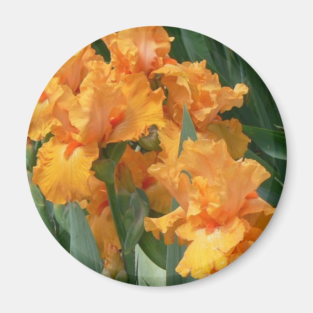 Aimant Orange Irises (Devant)