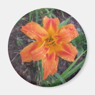 AIMANT ORANGE LILY FLOWEREE
