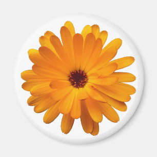 Aimant Orange Marigold